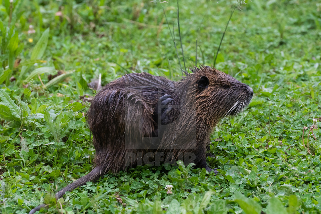 "Nutria scratching" stock image