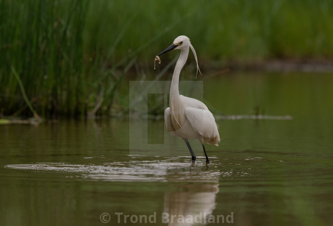 "Little egret" stock image