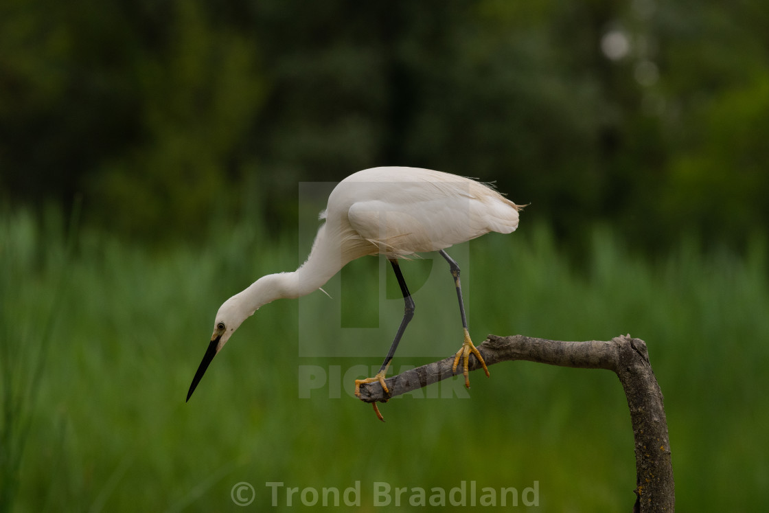 "Little egret hunting" stock image