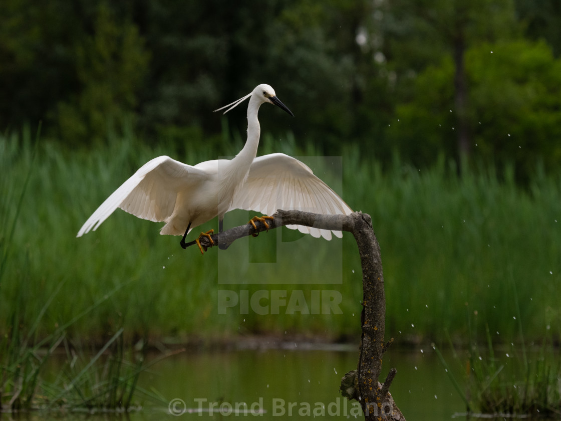 "Little egret" stock image