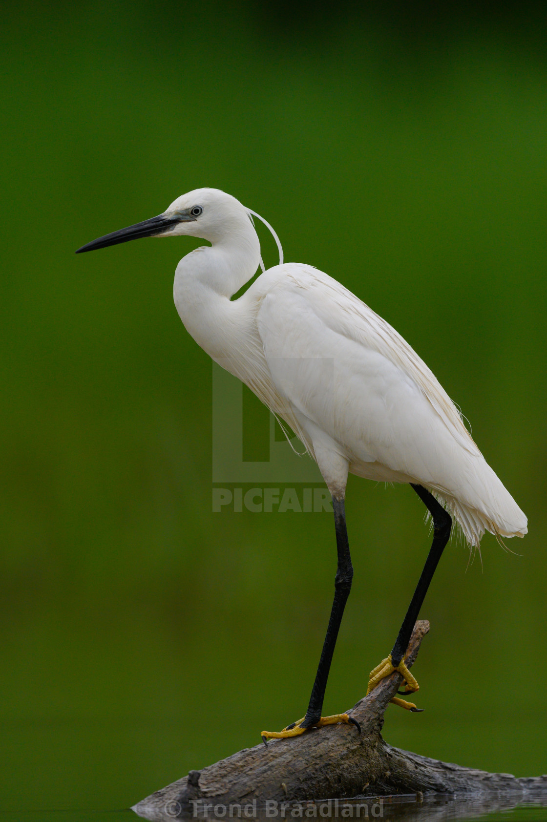 "Little egret" stock image