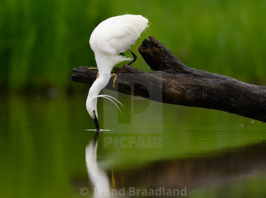 "Little egret fishing" stock image