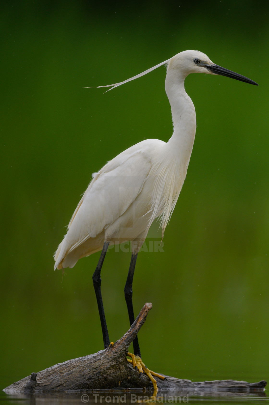 "Little egret" stock image