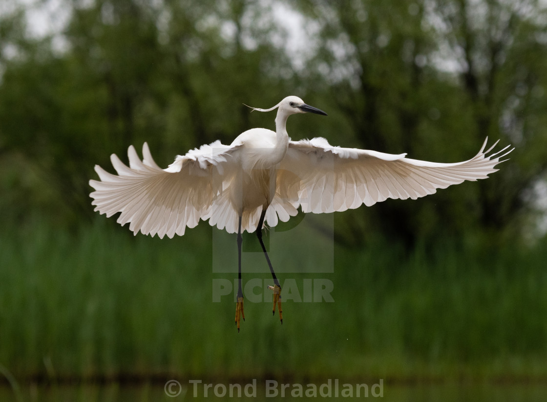 "Little egret in flight" stock image