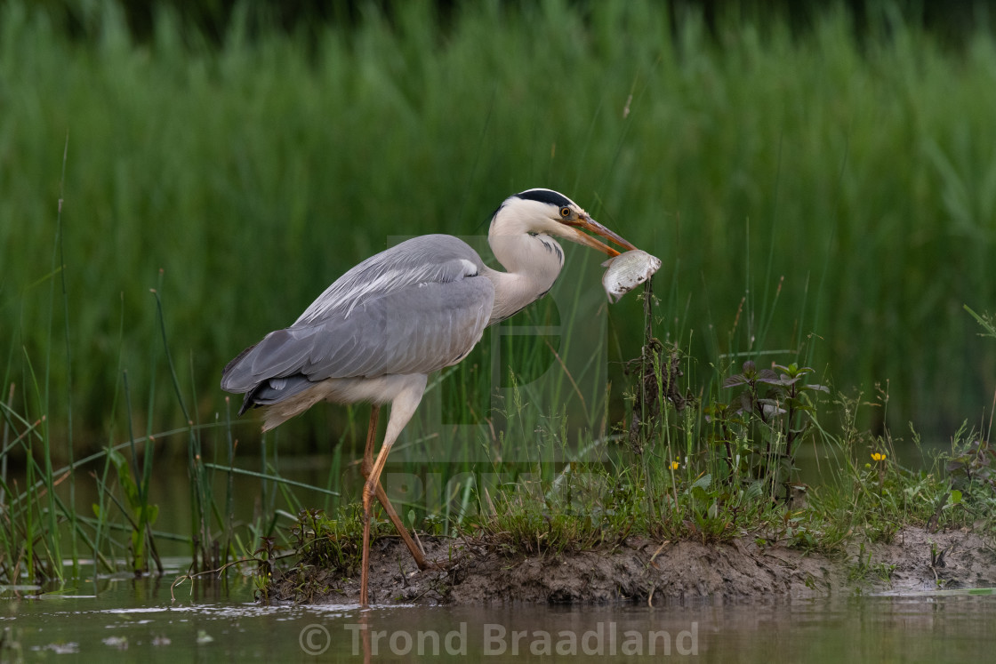 "Grey heron" stock image