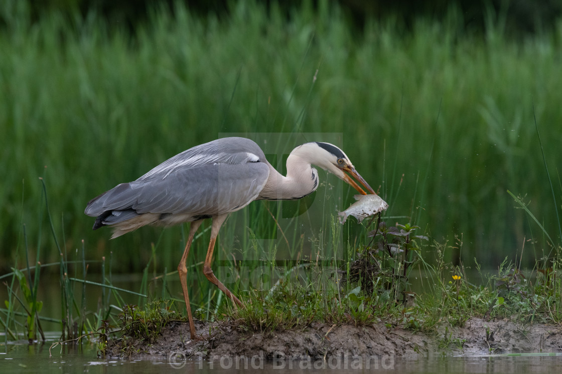 "Grey heron" stock image