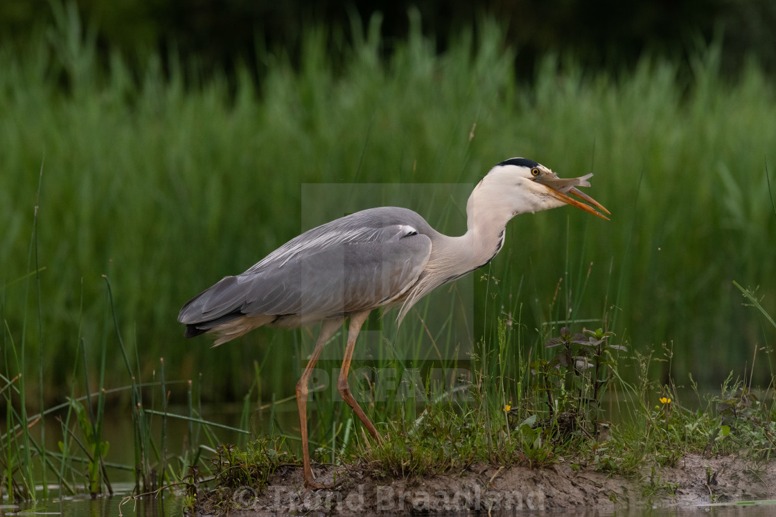 "Grey heron" stock image