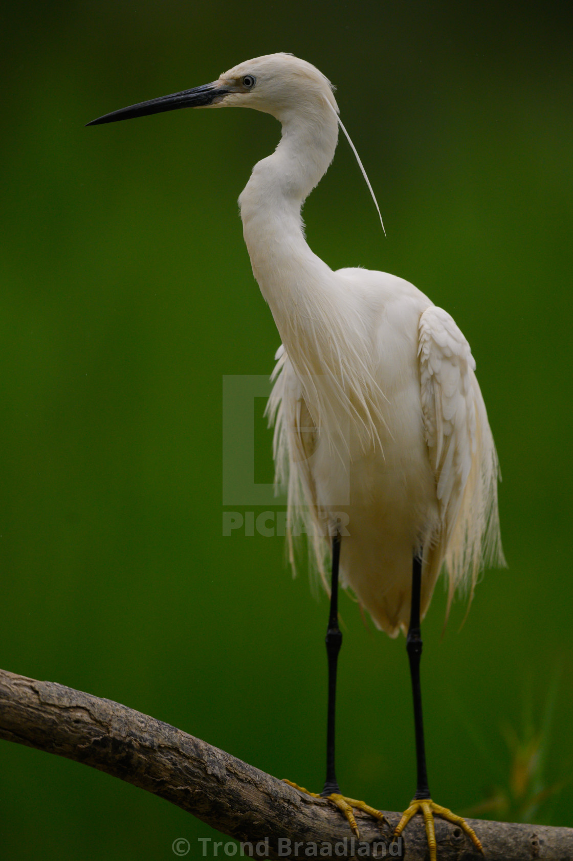 "Little egret" stock image