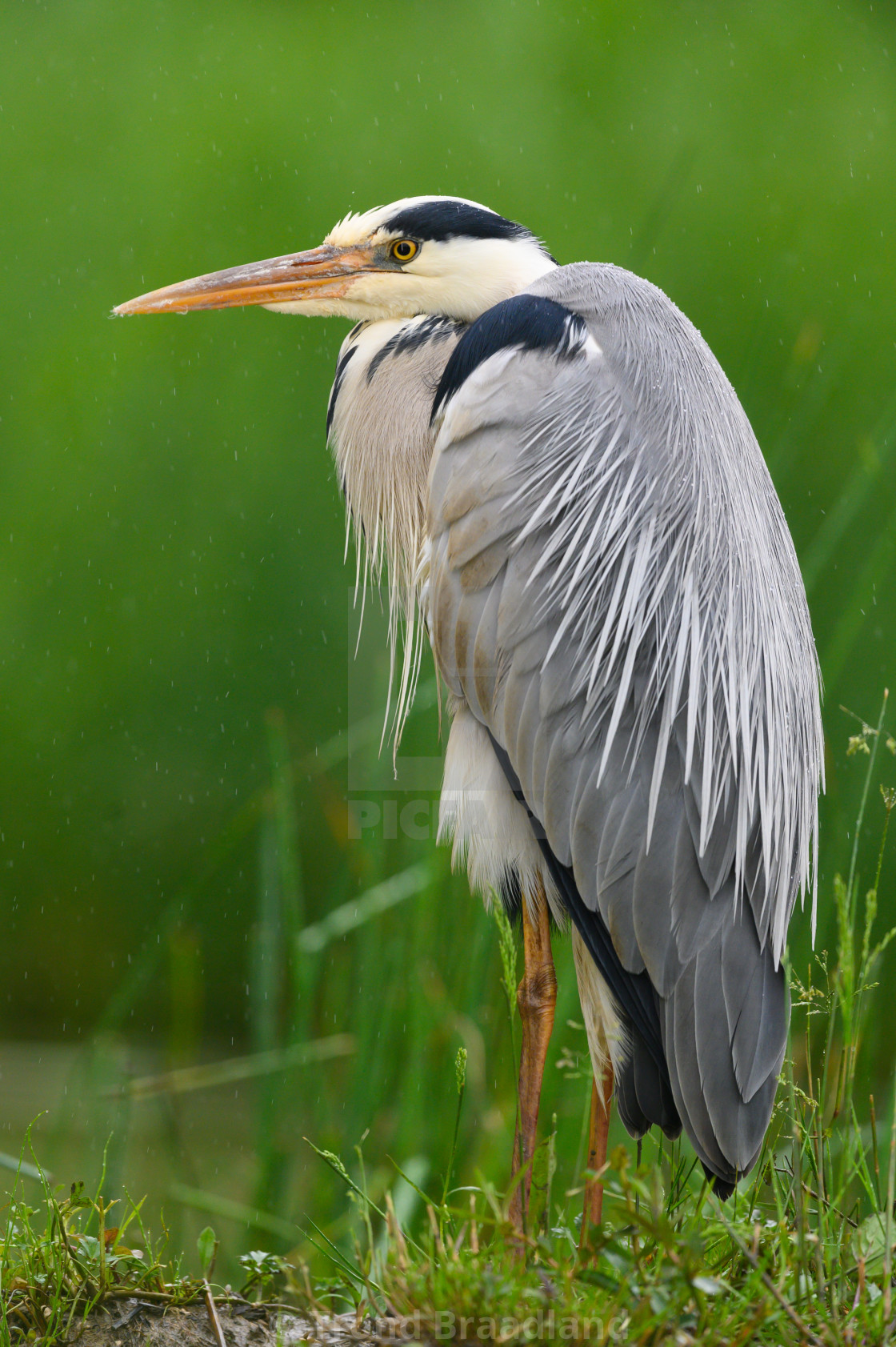 "Grey heron" stock image