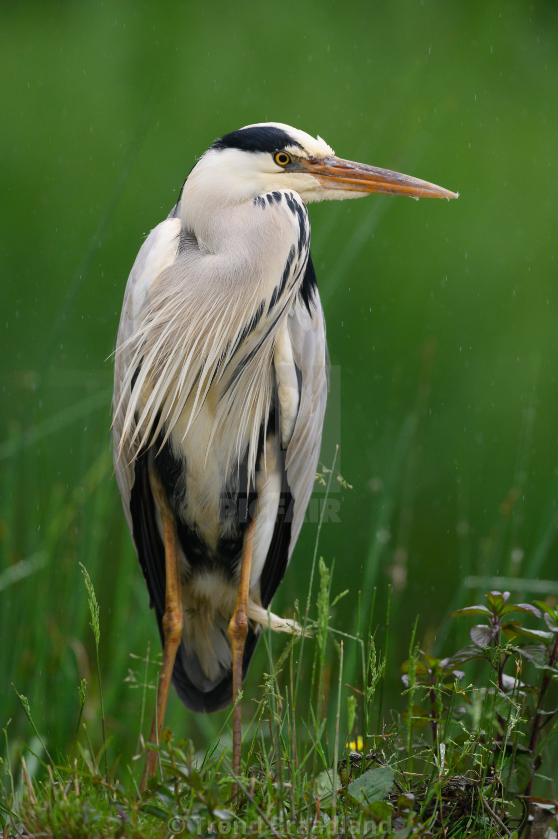 "Grey heron" stock image