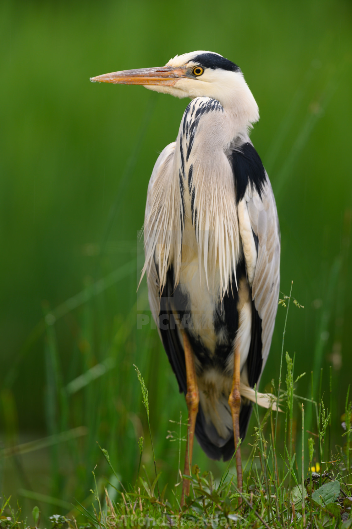 "Grey heron" stock image