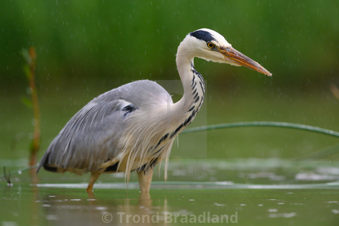 "Grey heron" stock image