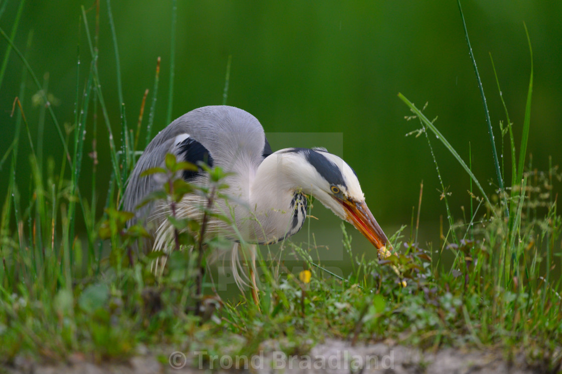 "Grey heron" stock image