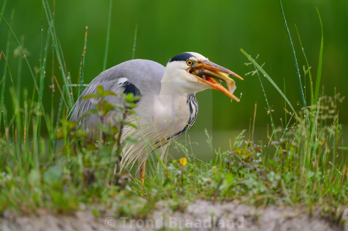 "Grey heron" stock image