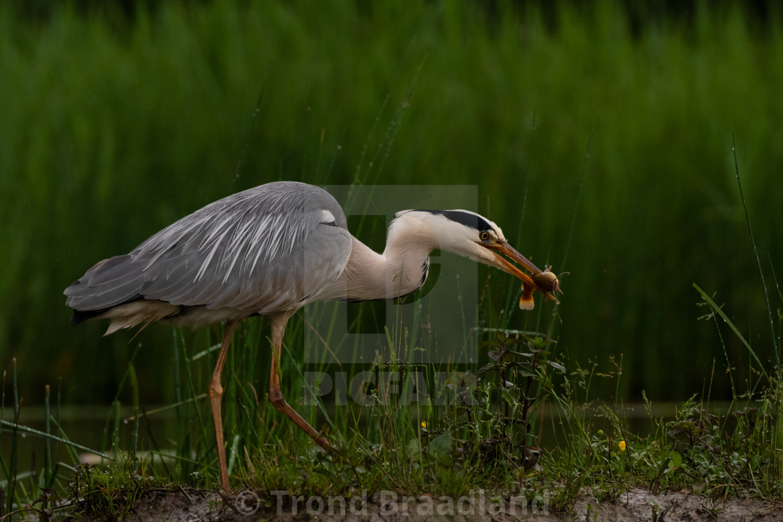 "Grey heron" stock image