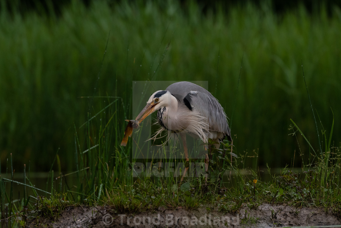 "Grey heron" stock image