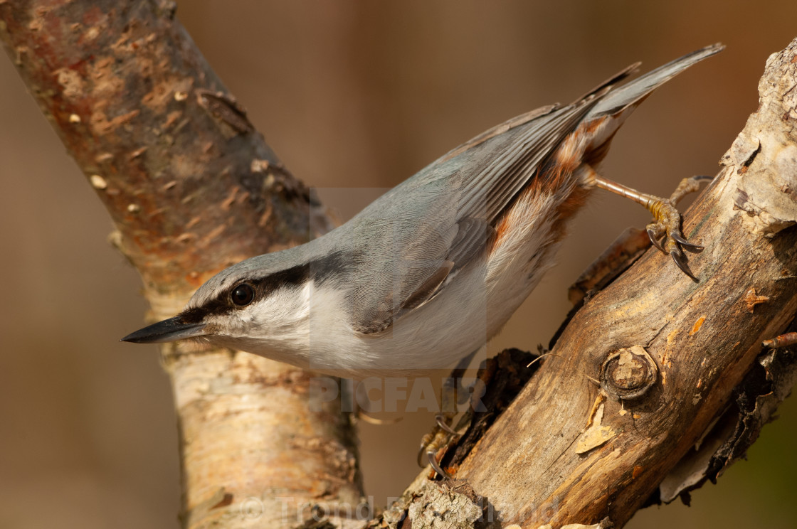 "Eurasian nuthatch" stock image