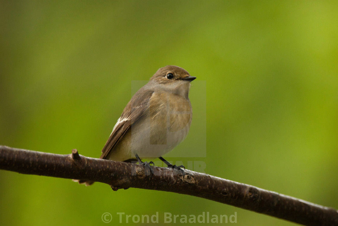 "European pied flycatcher female" stock image