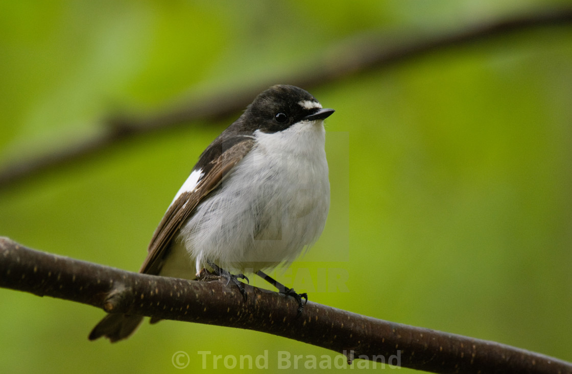 "European pied flycatcher male" stock image