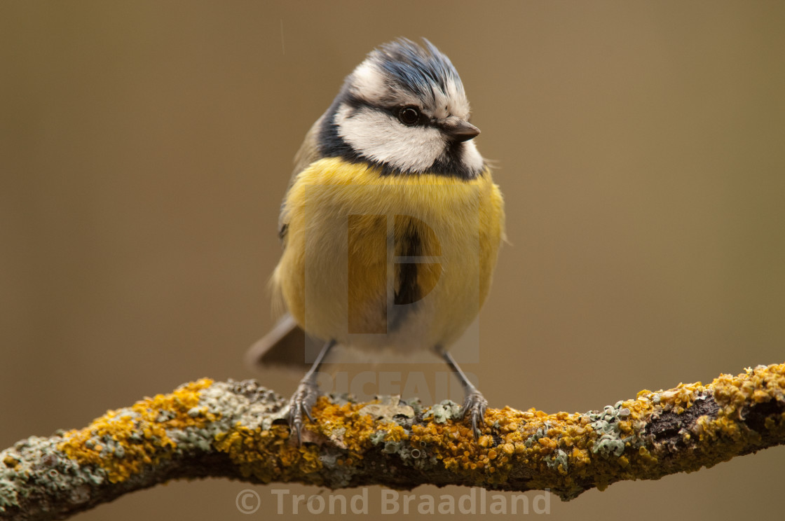 "Eurasian blue tit" stock image