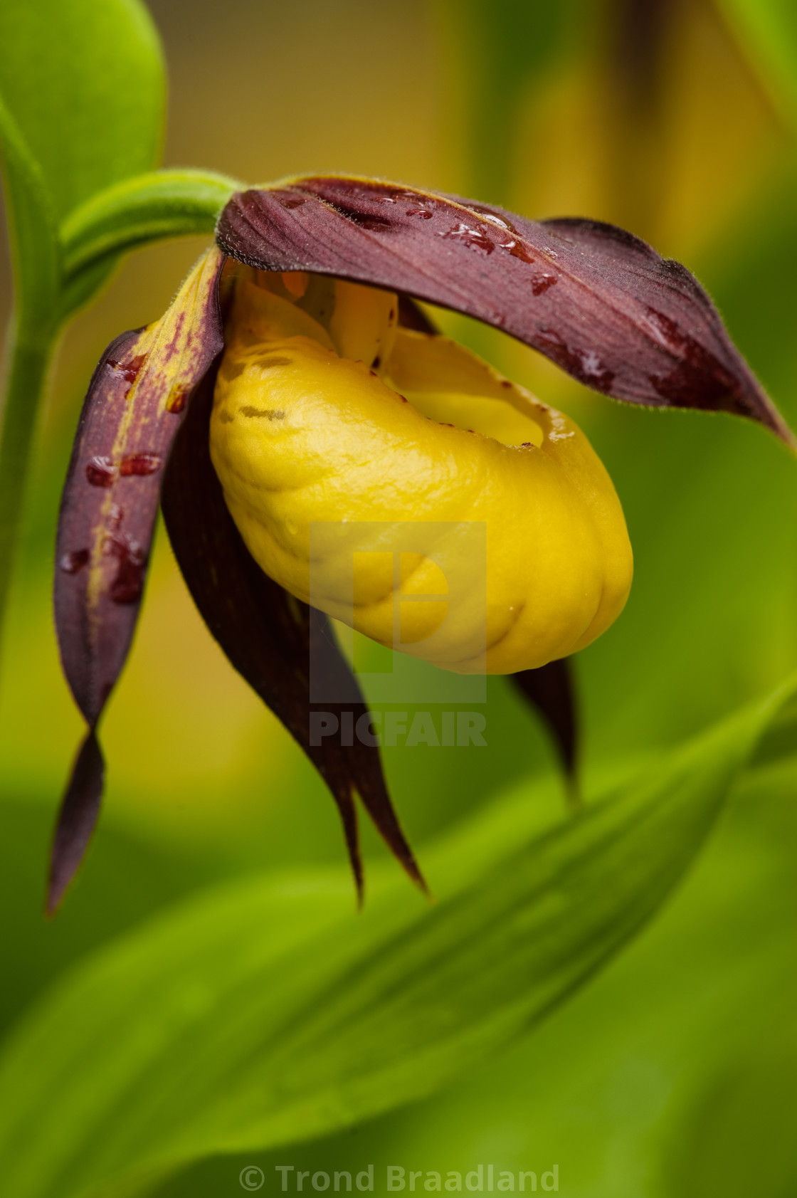 "Yellow lady's-slipper" stock image