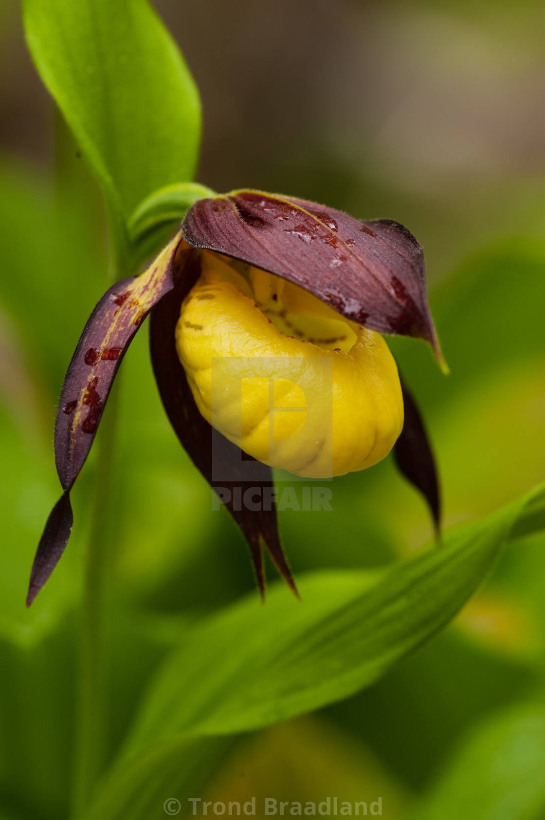 "Yellow lady's-slipper" stock image