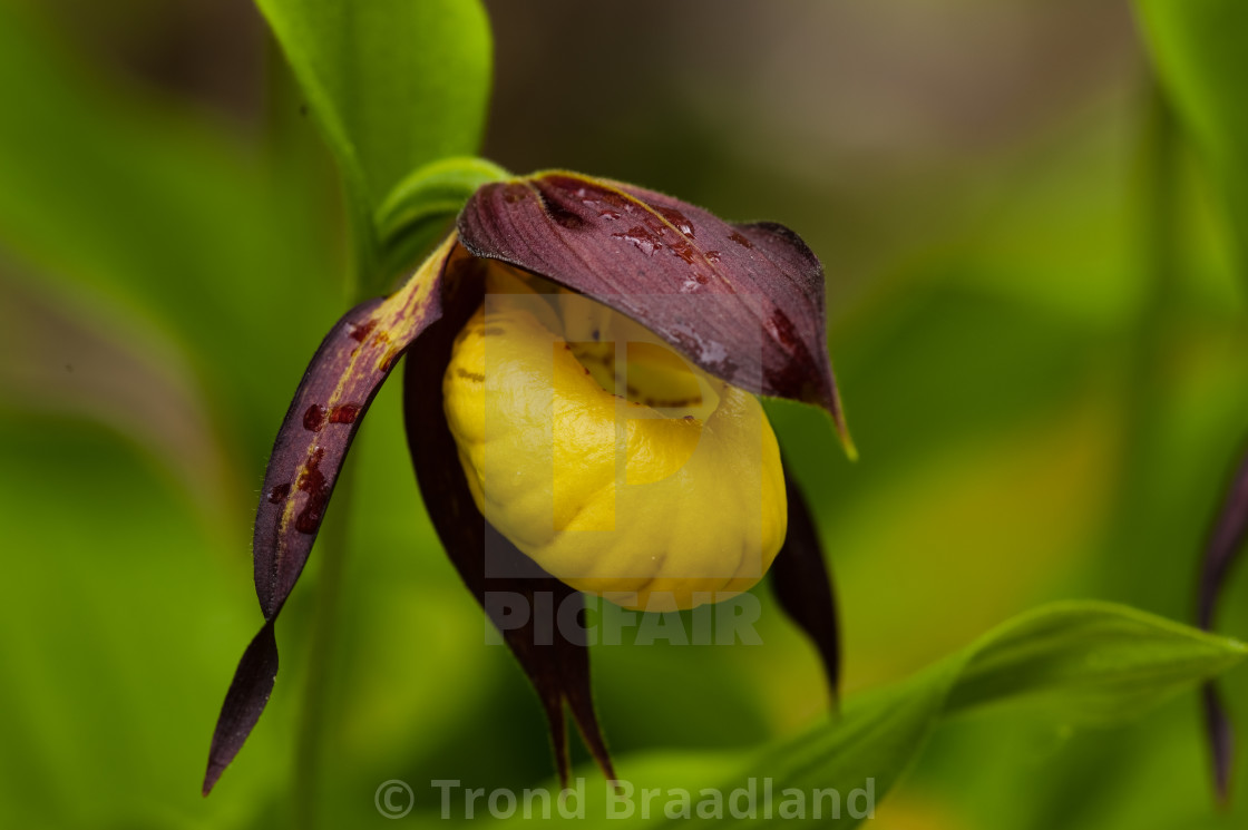 "Yellow lady's-slipper" stock image