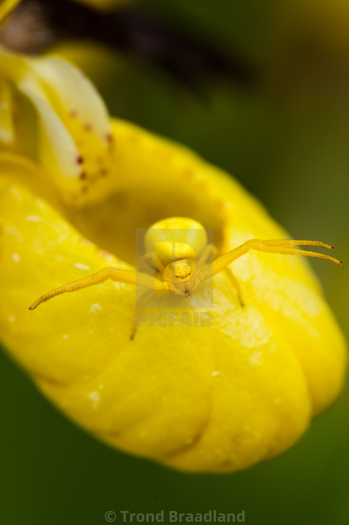 "Crab spider on yellow ledy's-slipper" stock image