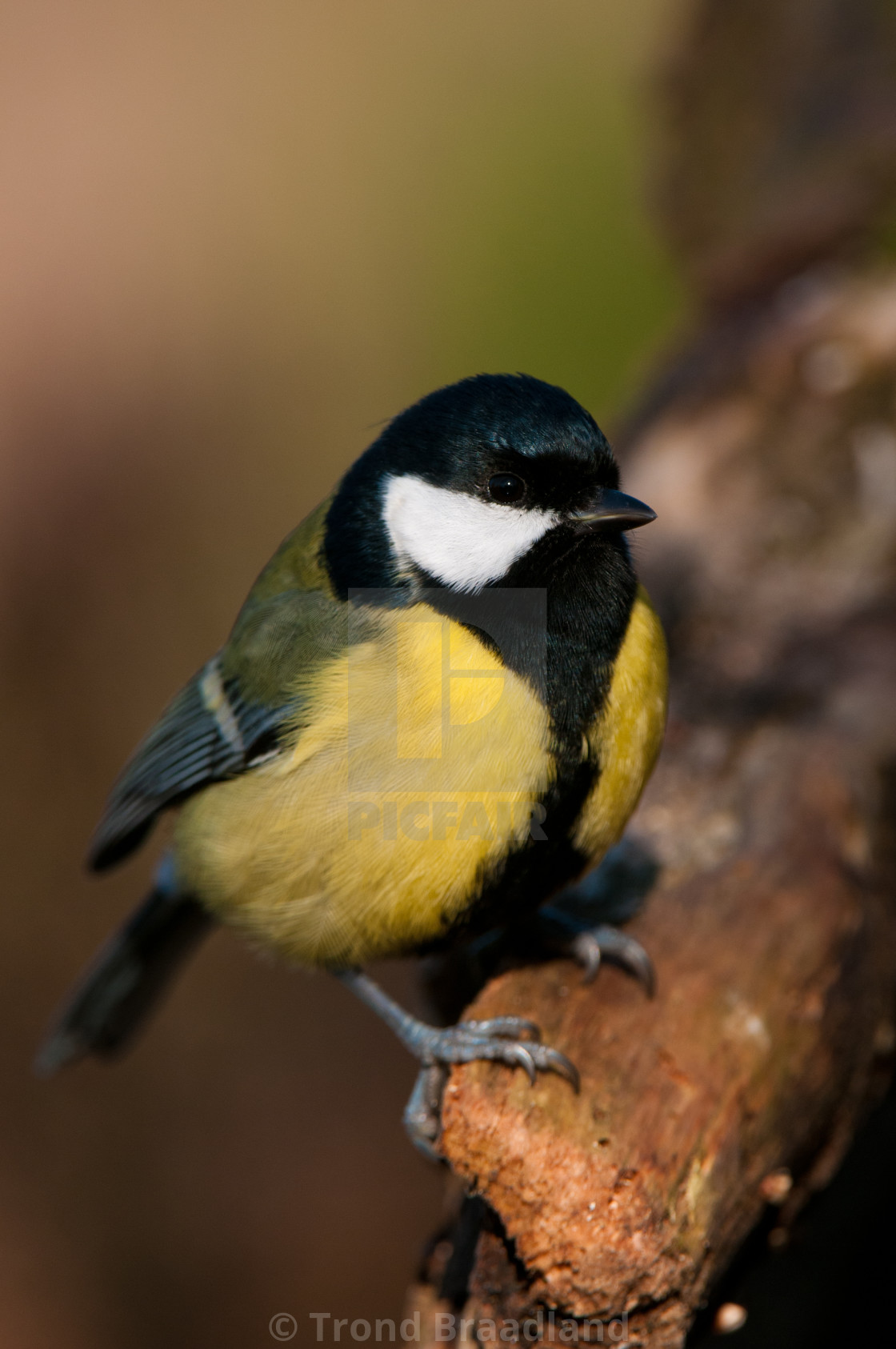 "Great tit" stock image