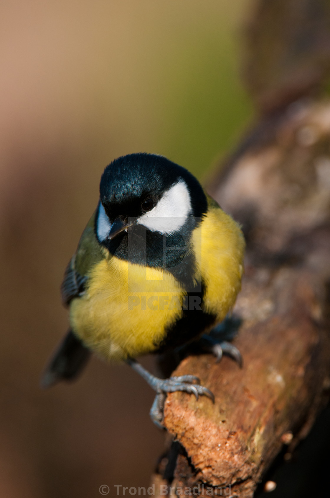 "Great tit" stock image