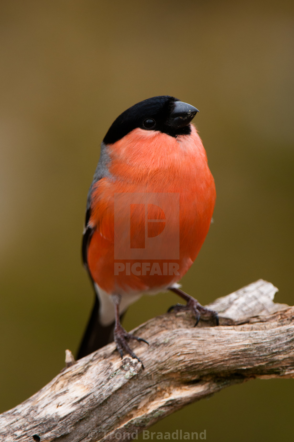 "Eurasian bullfinch male" stock image