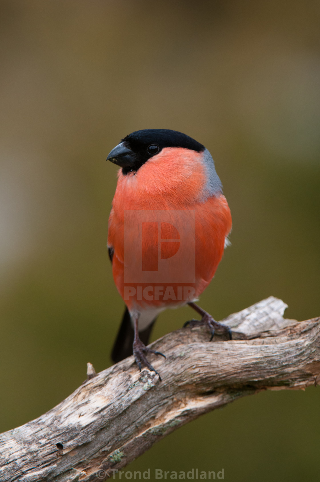 "Eurasian bullfinch male" stock image