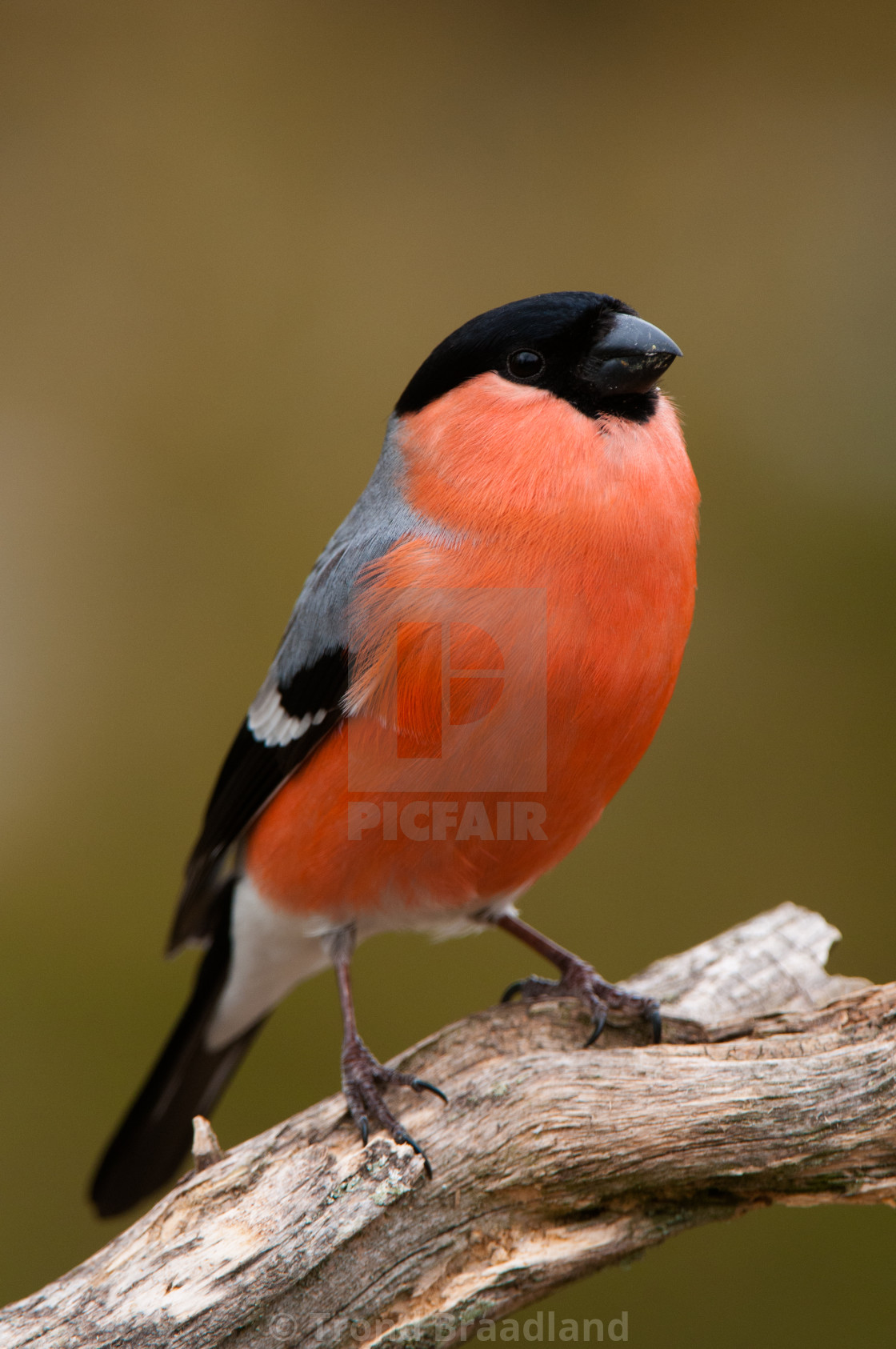 "Eurasian bullfinch male" stock image