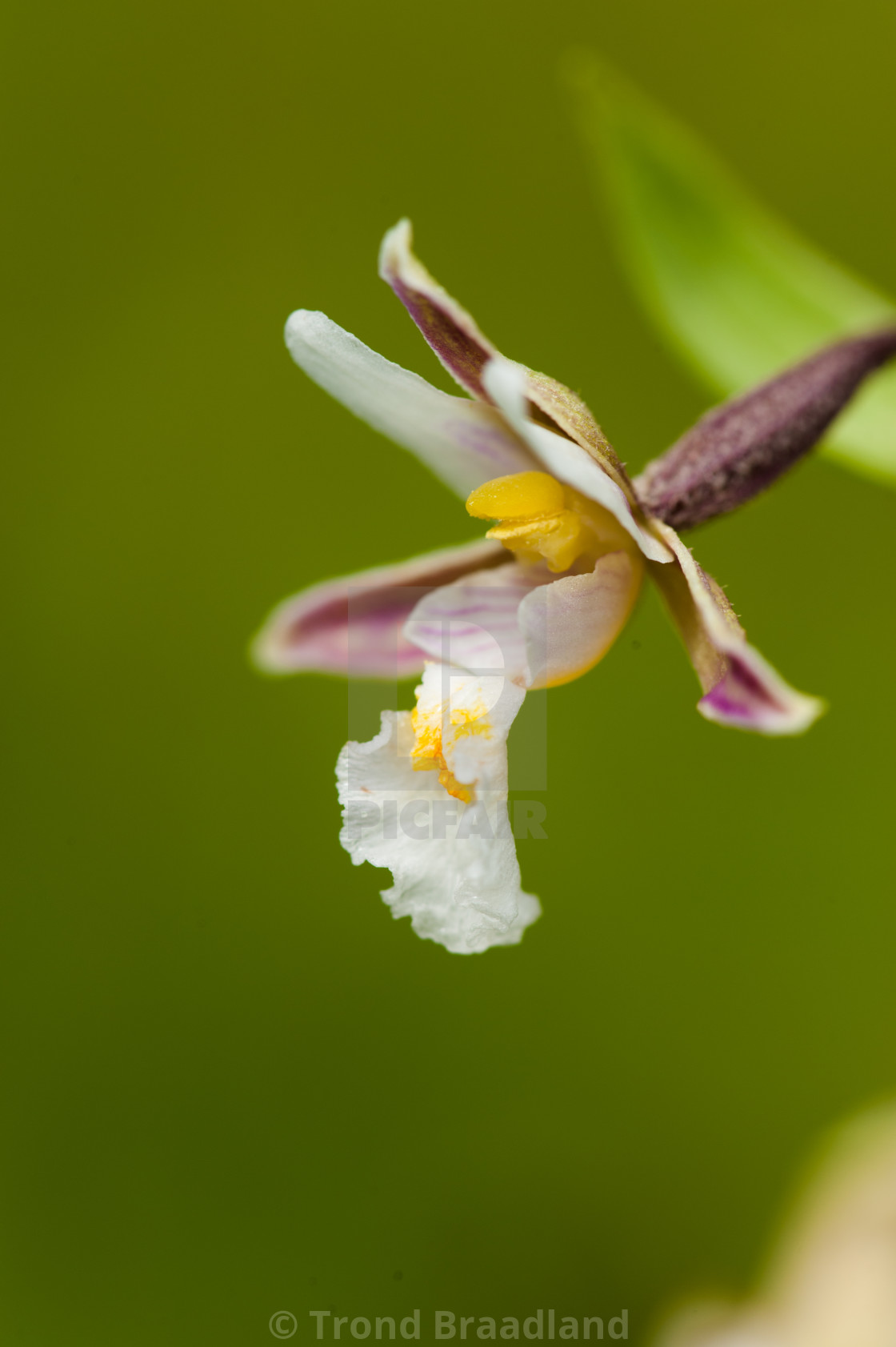 "marsh helleborine" stock image