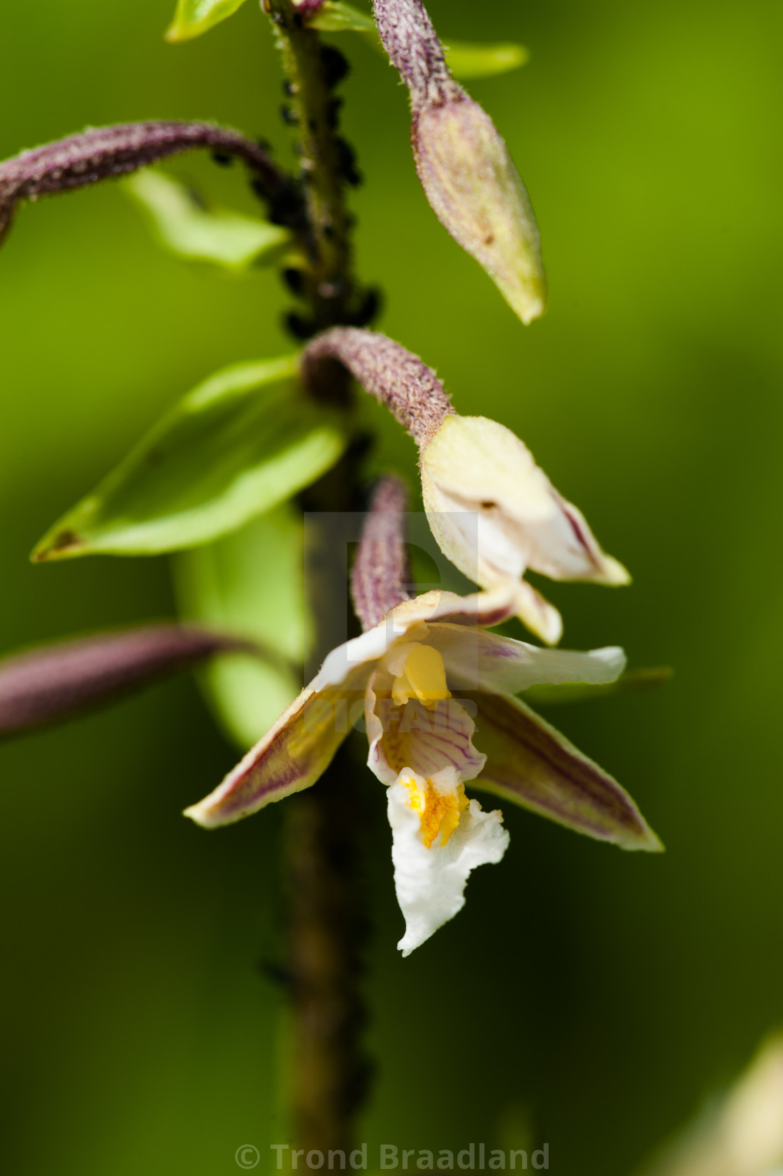 "Marsh helleborine" stock image