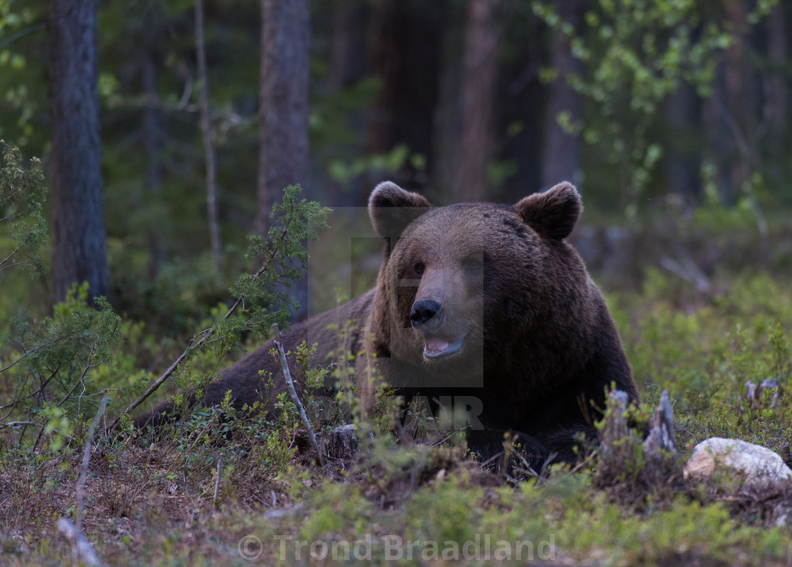 "Brown bear" stock image