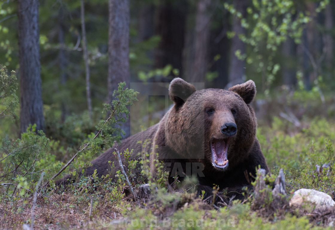 "Brown bear" stock image