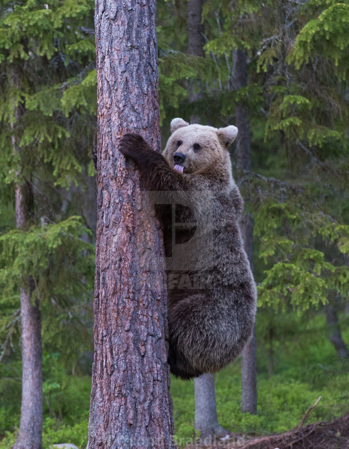 "Brown bear" stock image