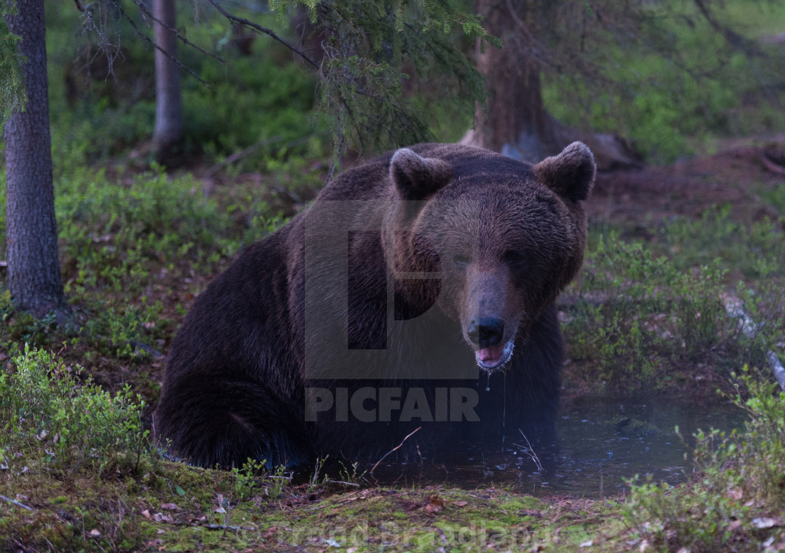 "Brown bear" stock image