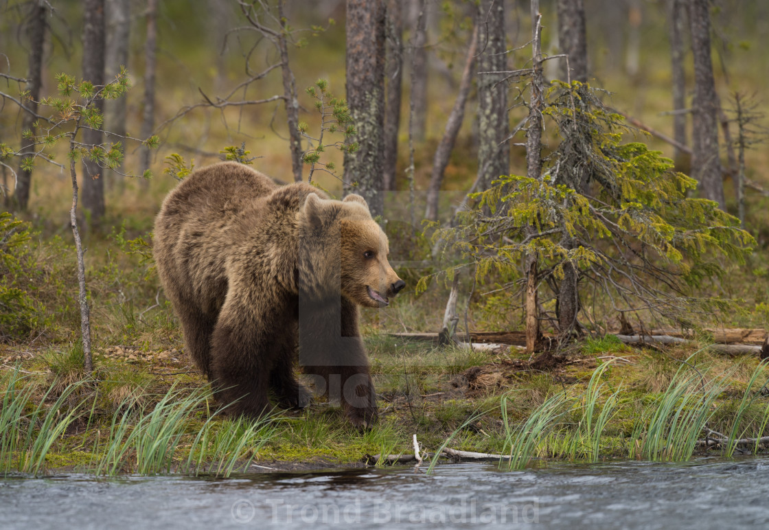 "Brown bear" stock image
