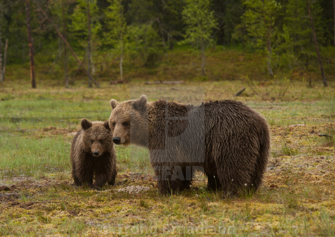 "Brown bear and cub" stock image