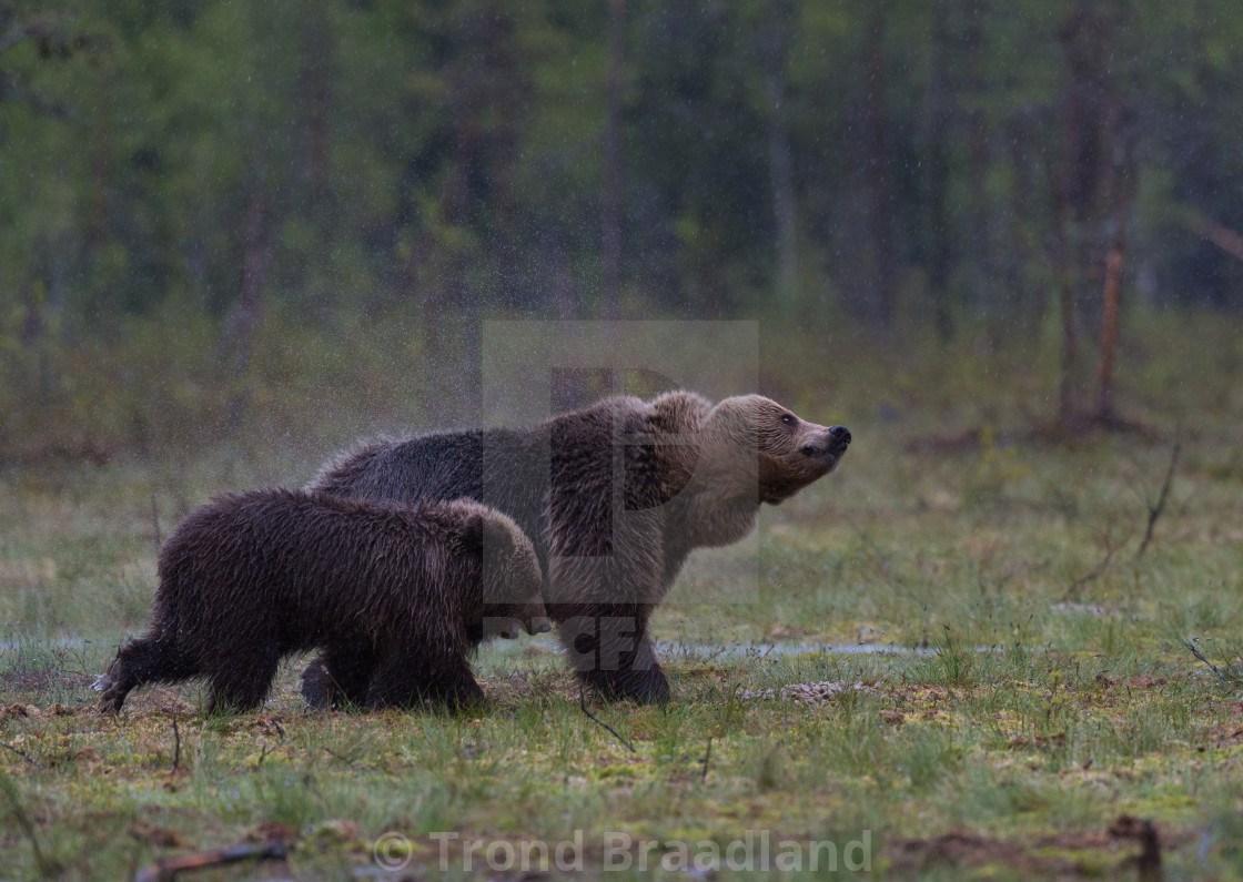 "Brown bear shakong off water" stock image