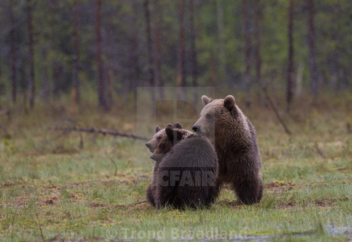 "Brown bear fimily in the rain" stock image