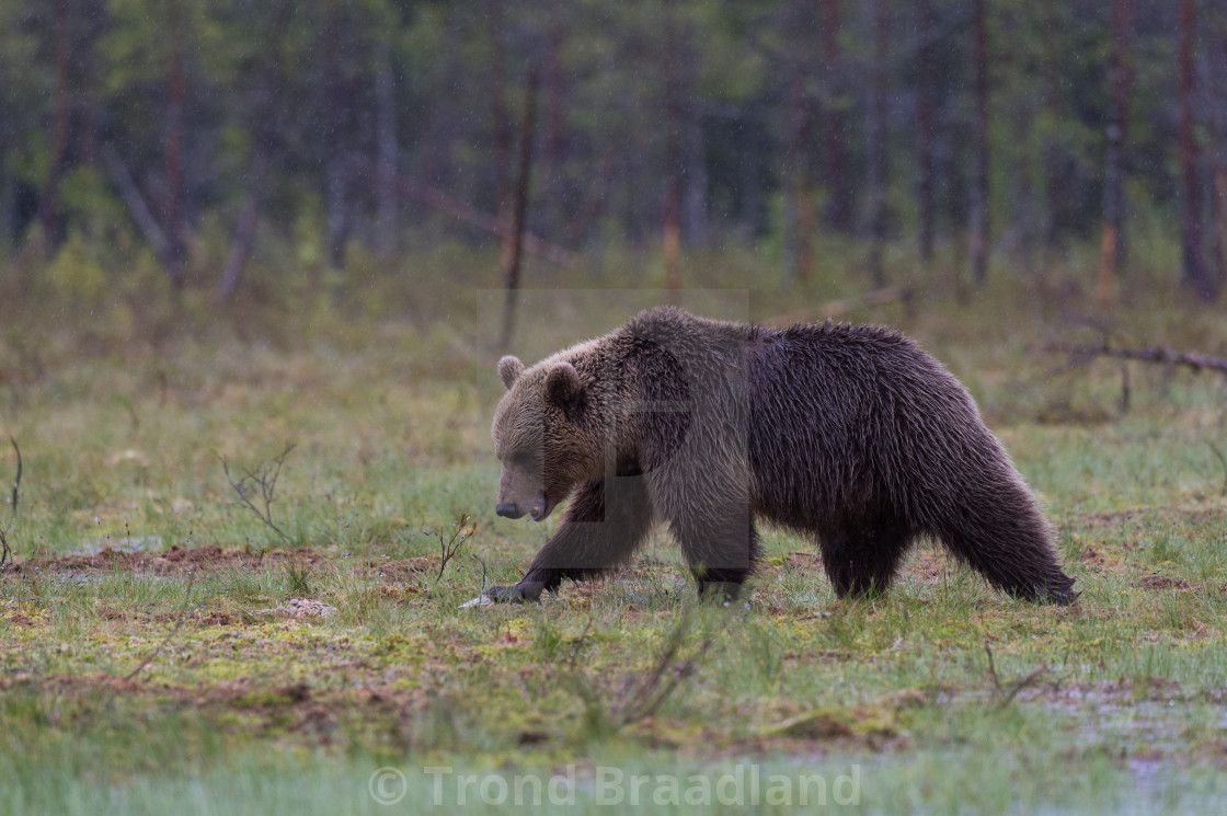 "Brown bear wading through bog" stock image