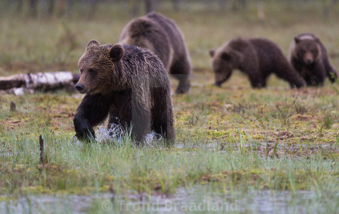 "Young brown bear and family" stock image