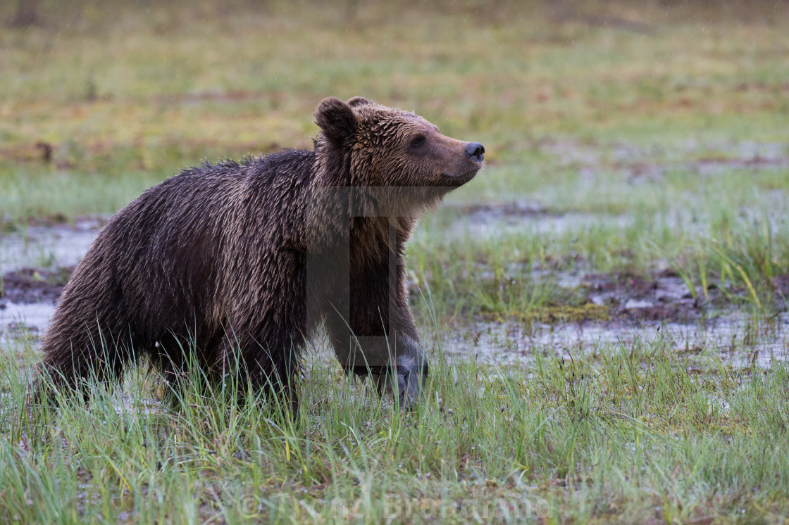 "Young brown bear" stock image