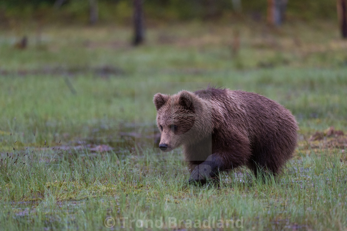 "Young brown bear" stock image