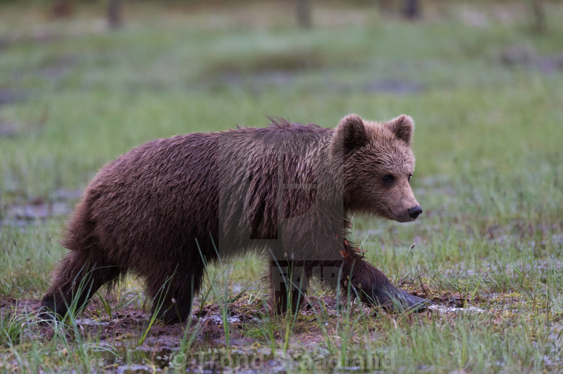 "Young brown bear" stock image