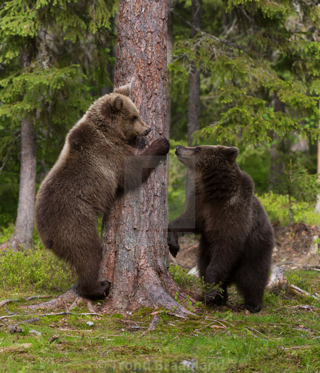 "Young brown bears" stock image