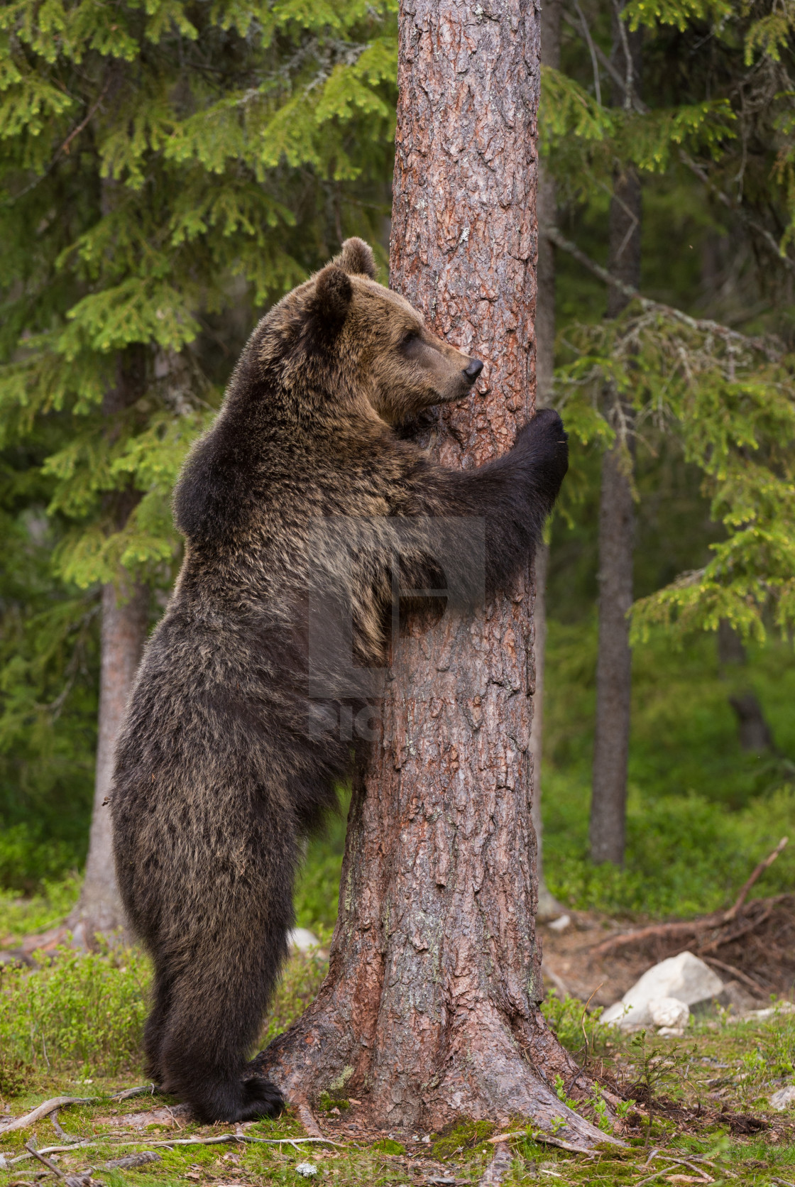 "Brown bear" stock image